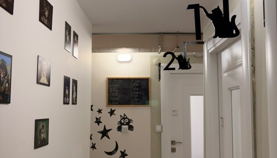 VİP KEDİ OTELİ
