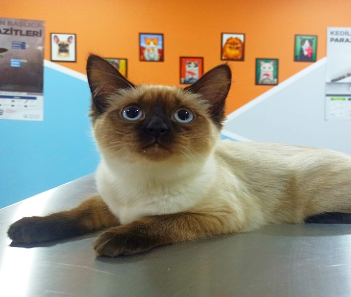 Koruyucu Hekimlik - Aşılama