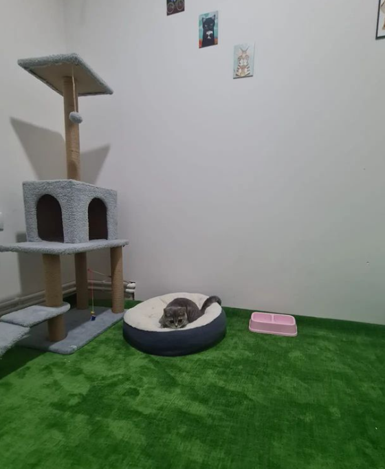 VAN VETERİNER KLİNİĞİ PET OTEL KEDİ 